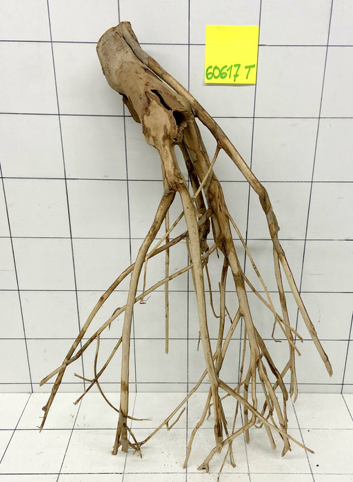 60617T Talawa Wurzel Holz