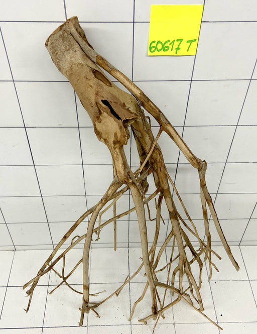 60617T Talawa Wurzel Holz