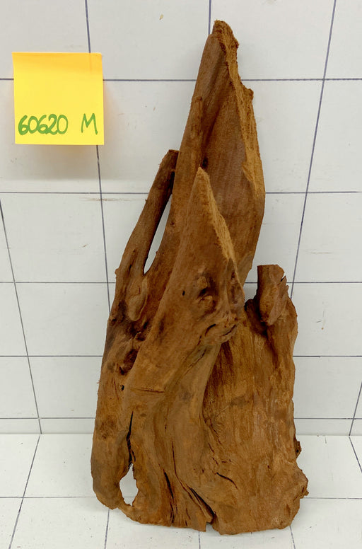 60620M - Mangrovenwurzel Holz