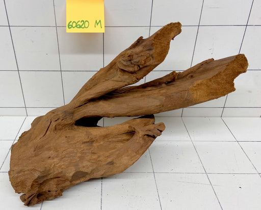 60620M - Mangrovenwurzel Holz