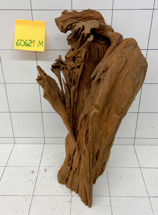 60621M - Mangrovenwurzel Holz