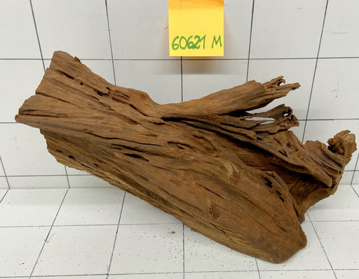 60621M - Mangrovenwurzel Holz