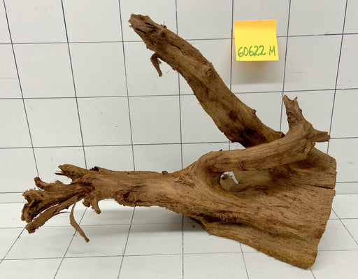 60622M - Mangrovenwurzel Holz