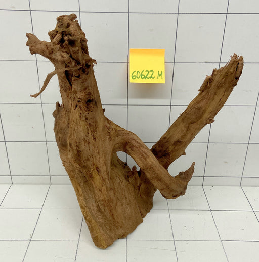 60622M - Mangrovenwurzel Holz