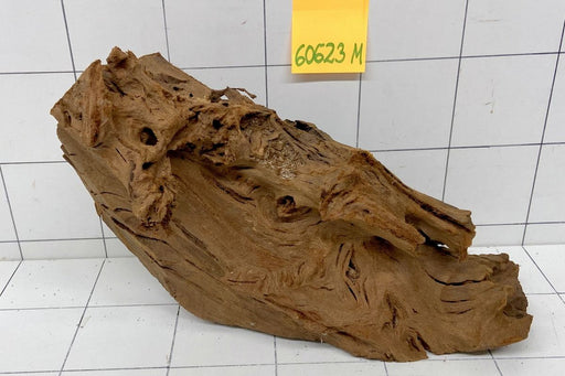 60623M - Mangrovenwurzel Holz