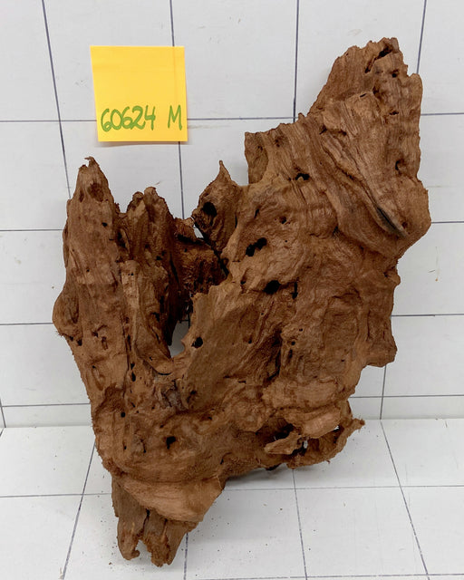 60624M - Mangrovenwurzel Holz