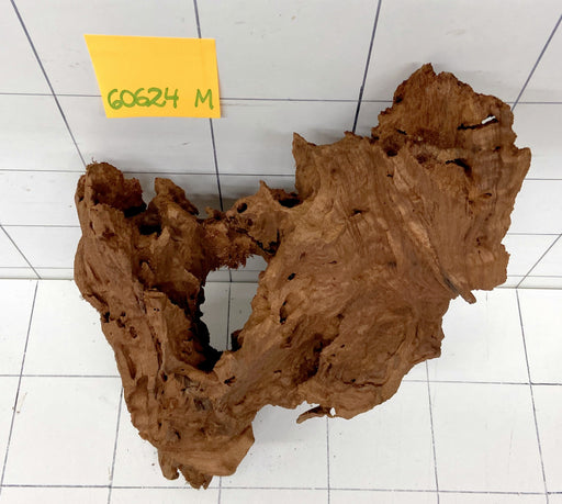 60624M - Mangrovenwurzel Holz