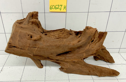 60627M - Mangrovenwurzel Holz