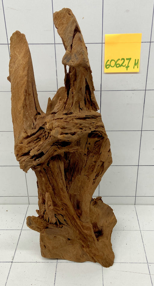 60627M - Mangrovenwurzel Holz