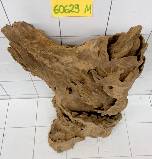 60629M - Mangrovenwurzel Holz