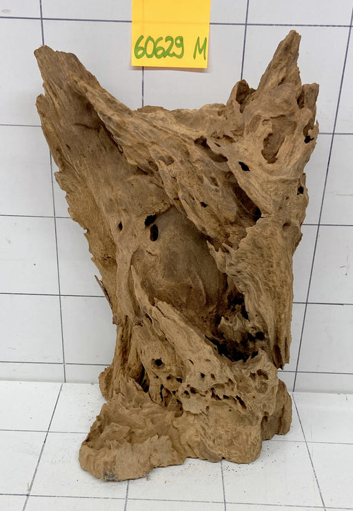 60629M - Mangrovenwurzel Holz