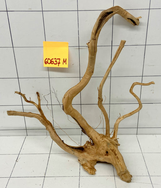 60637R Fingerwood / Rote Moorwurzel Holz