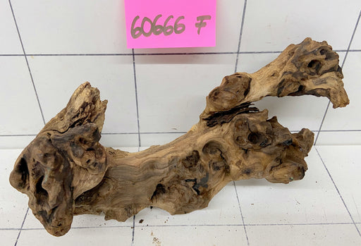 60666F Flussholz / Driftwood / Flusswurzel
