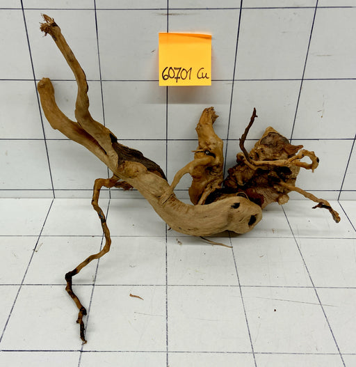 60701Cu - Curlwood Wurzel Holz