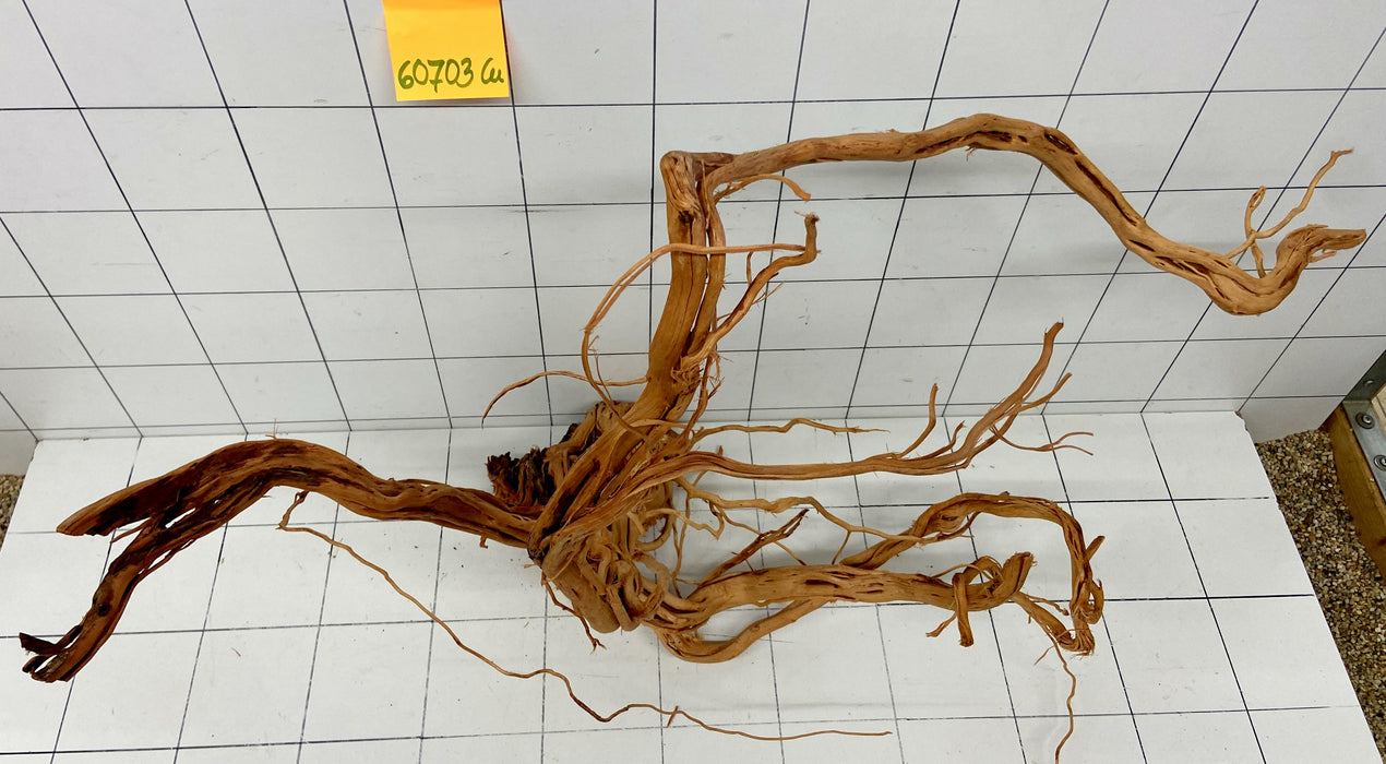 60703Cu - Curlwood Wurzel Holz