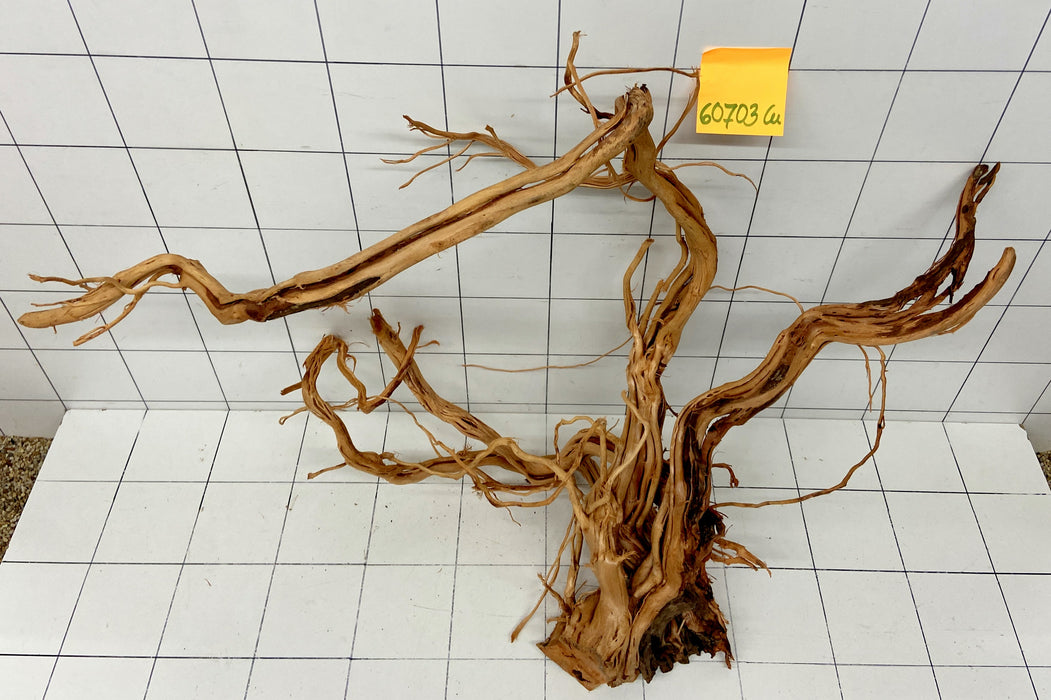 60703Cu - Curlwood Wurzel Holz