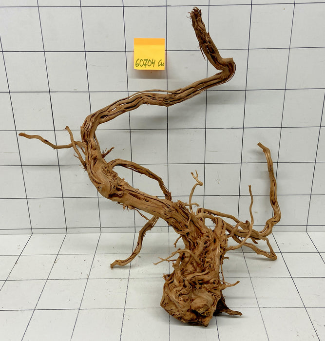 60704Cu - Curlwood Wurzel Holz