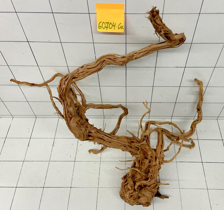 60704Cu - Curlwood Wurzel Holz