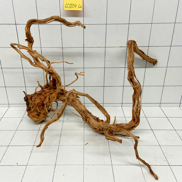 60704Cu - Curlwood Wurzel Holz