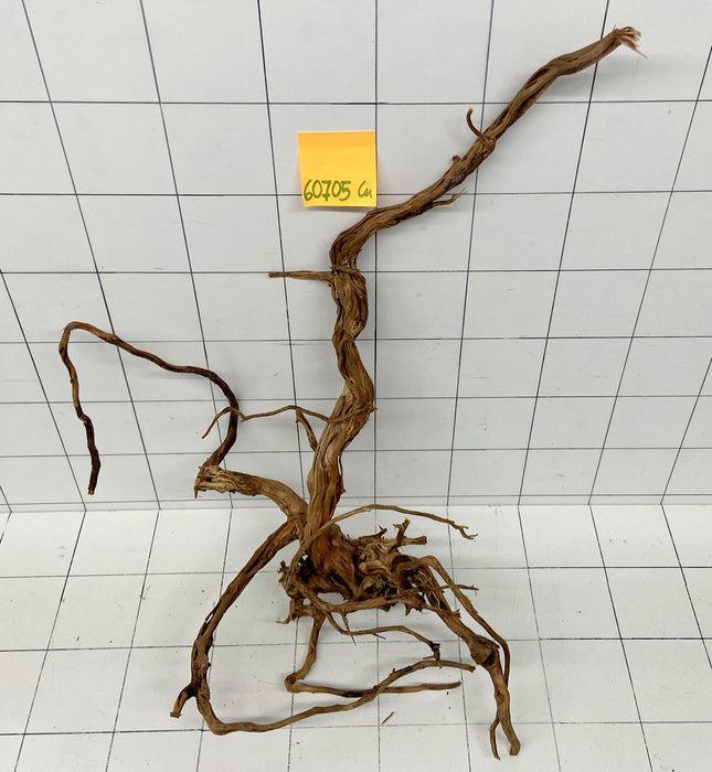 60705Cu - Curlwood Wurzel Holz