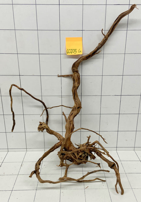 60705Cu - Curlwood Wurzel Holz