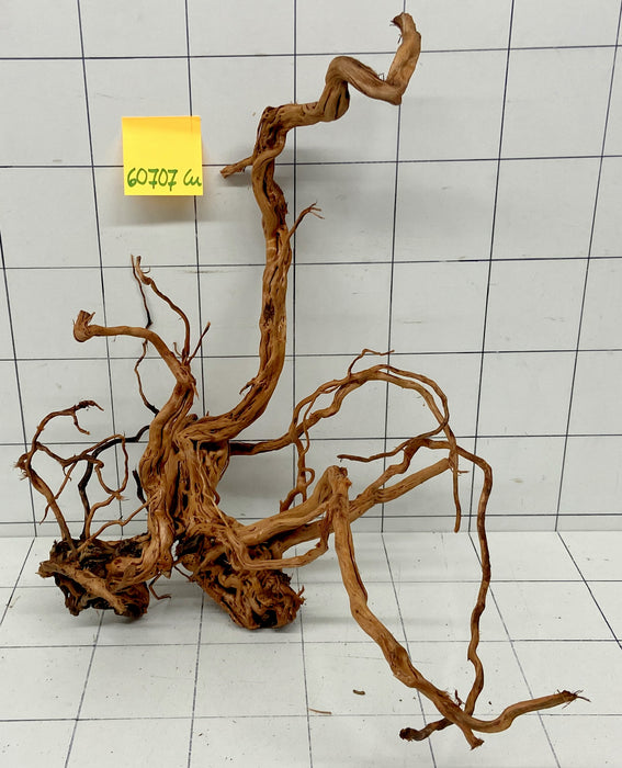 60707Cu - Curlwood Wurzel Holz