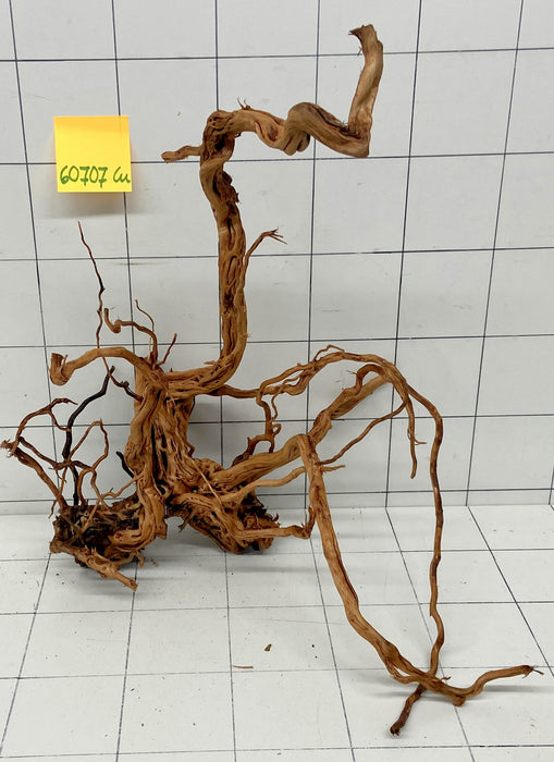 60707Cu - Curlwood Wurzel Holz