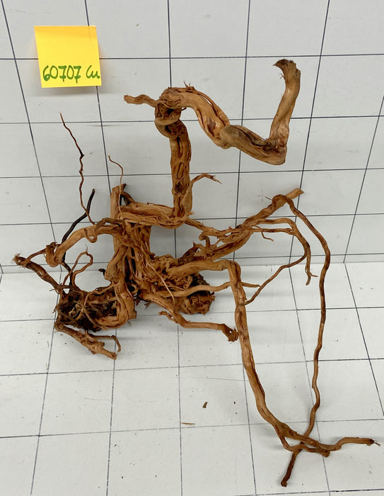 60707Cu - Curlwood Wurzel Holz