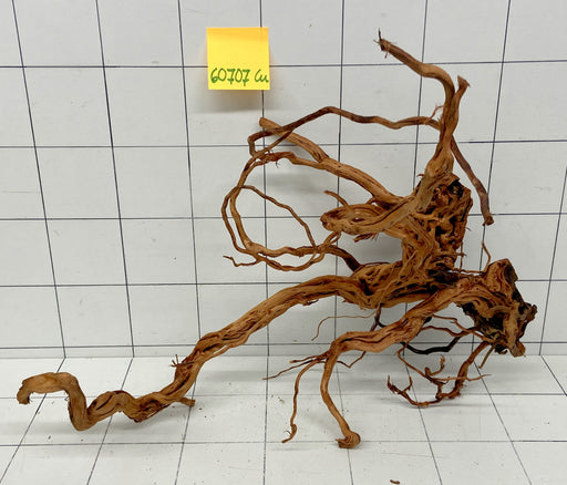60707Cu - Curlwood Wurzel Holz