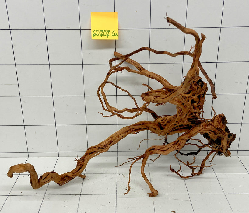 60707Cu - Curlwood Wurzel Holz
