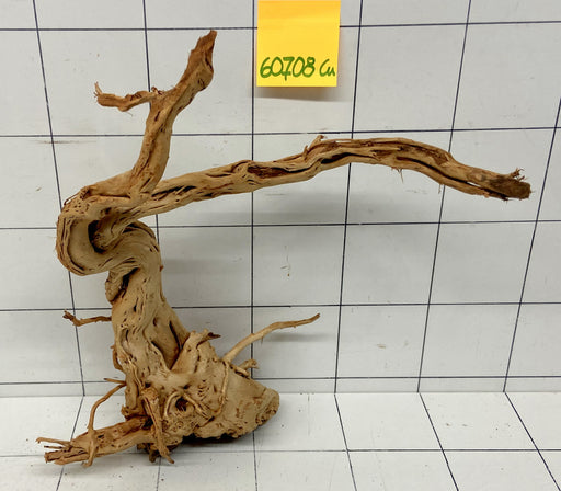 60708Cu - Curlwood Wurzel Holz