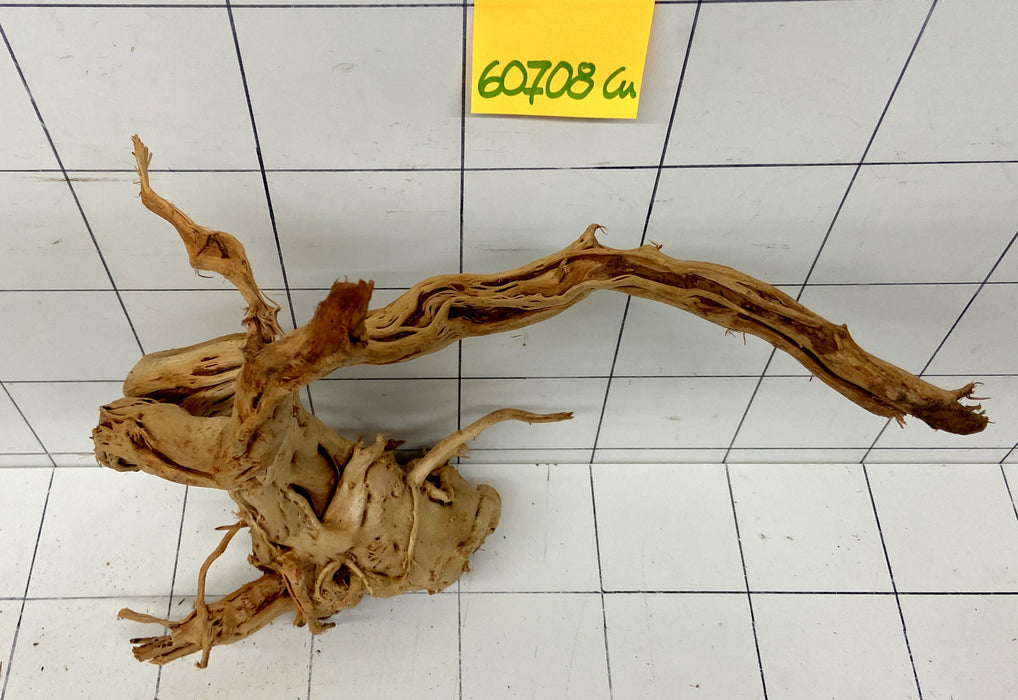 60708Cu - Curlwood Wurzel Holz