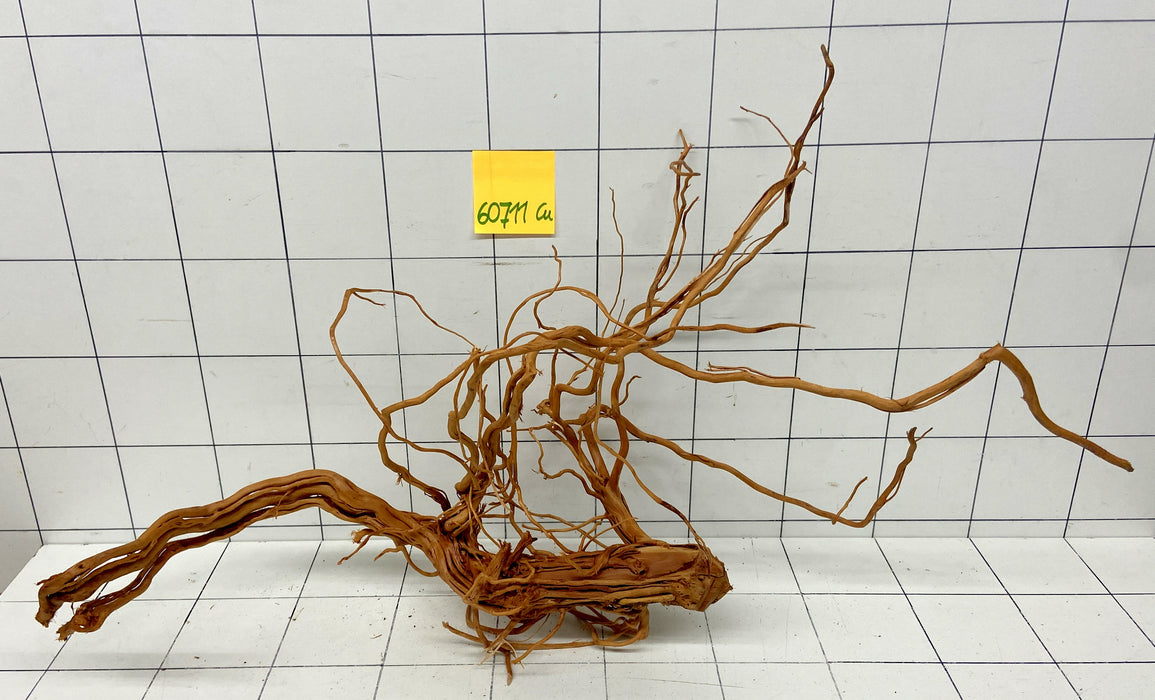 60711Cu - Curlwood Wurzel Holz