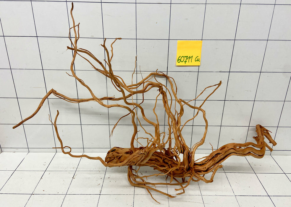 60711Cu - Curlwood Wurzel Holz
