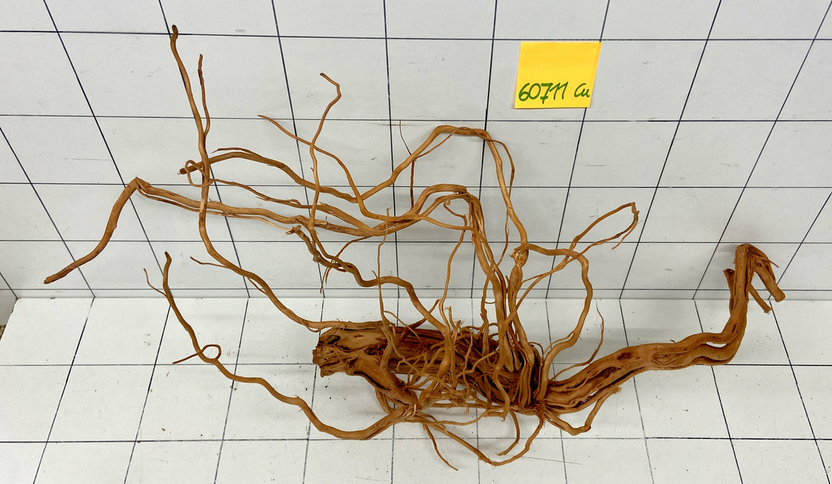 60711Cu - Curlwood Wurzel Holz
