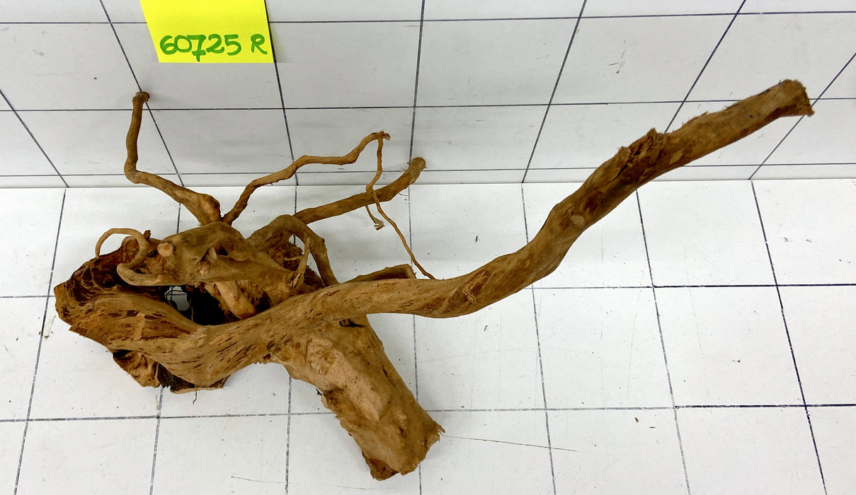 60725R Fingerwood / Rote Moorwurzel Holz