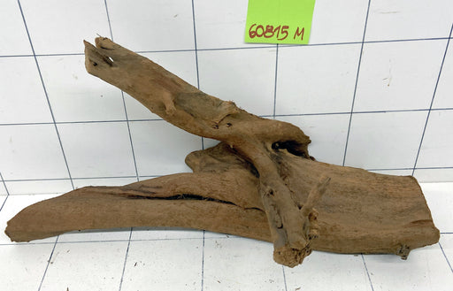 60815M - Mangrovenwurzel Holz