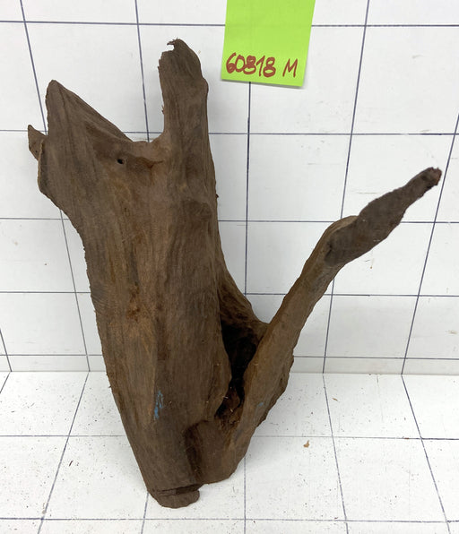 60818M - Mangrovenwurzel Holz