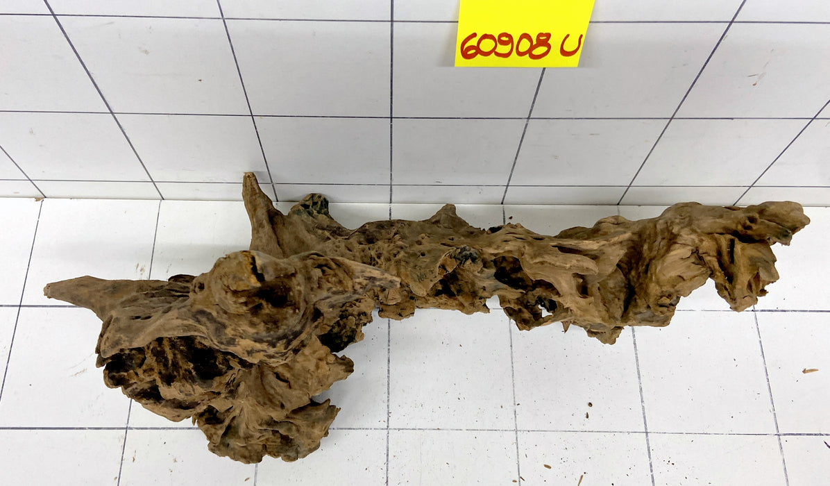 60908U - Ubatuba Wurzel Holz