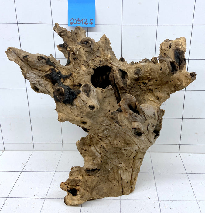 60912S Samoa Wurzel Holz XL