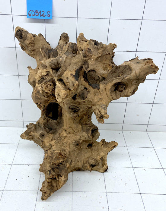 60912S Samoa Wurzel Holz XL