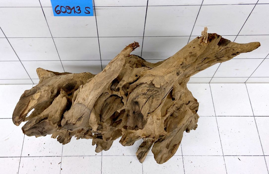 60913S Samoa Wurzel Holz XL