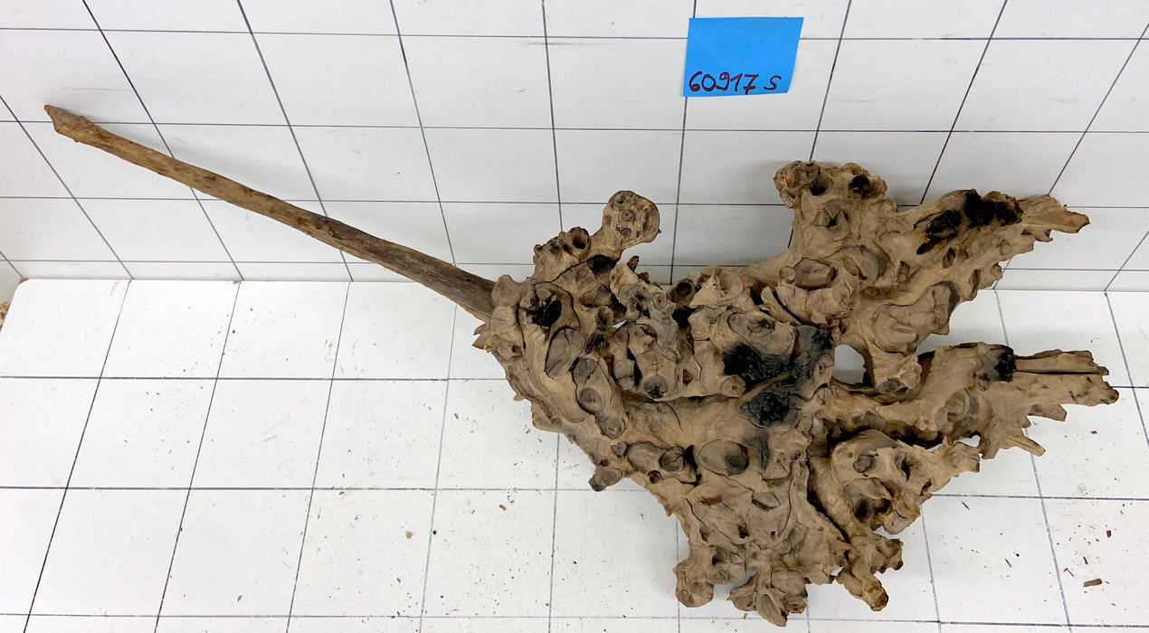 60917S Samoa Wurzel Holz XL