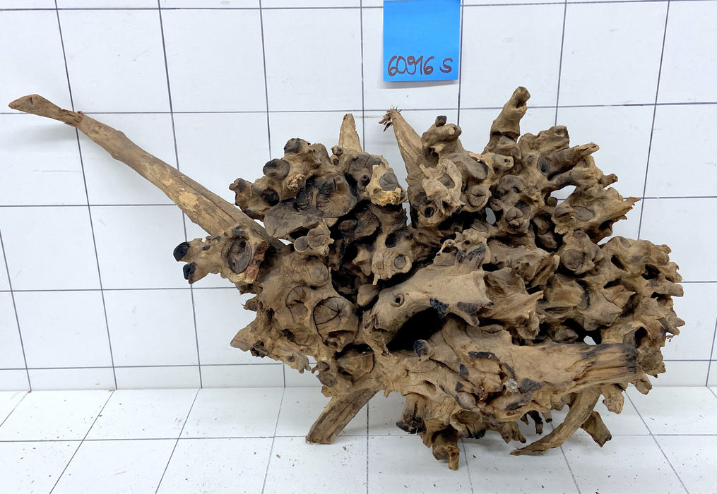 60916S Samoa Wurzel Holz XL