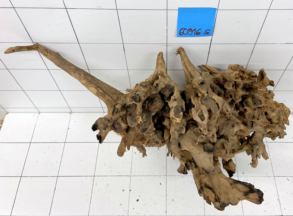 60916S Samoa Wurzel Holz XL