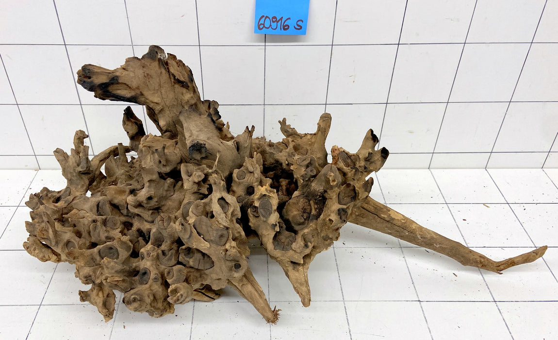 60916S Samoa Wurzel Holz XL