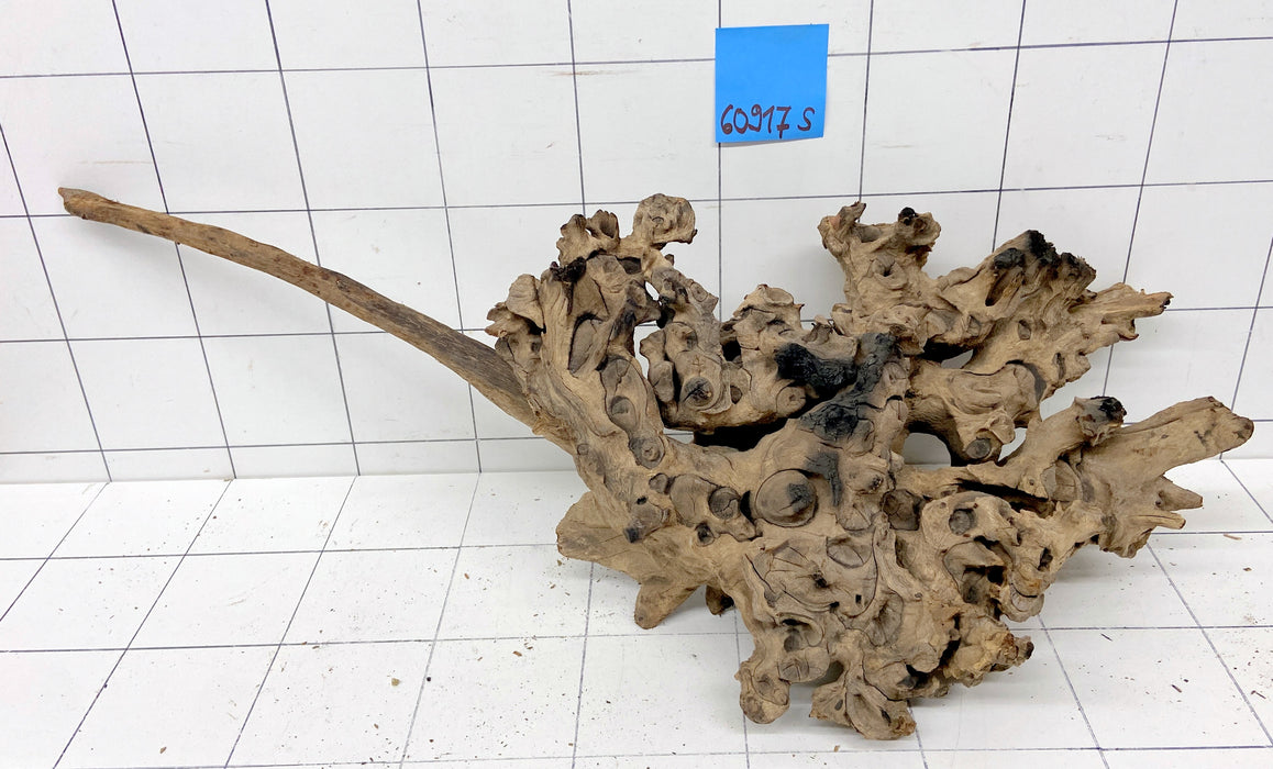 60917S Samoa Wurzel Holz XL