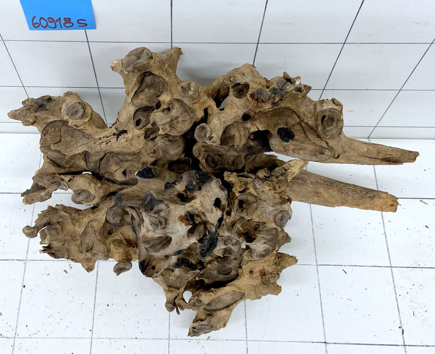 60918S Samoa Wurzel Holz XL