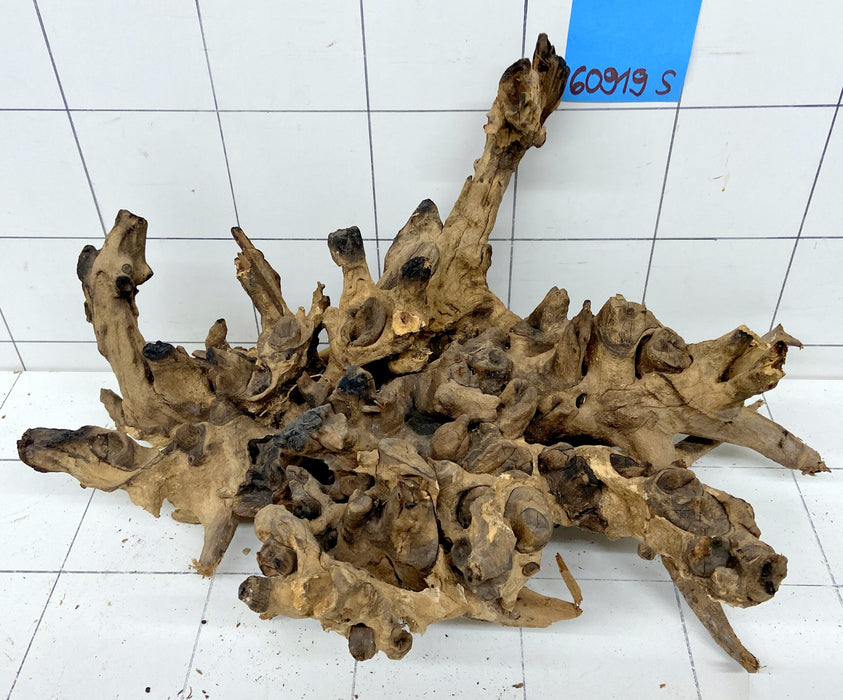 60919S Samoa Wurzel Holz