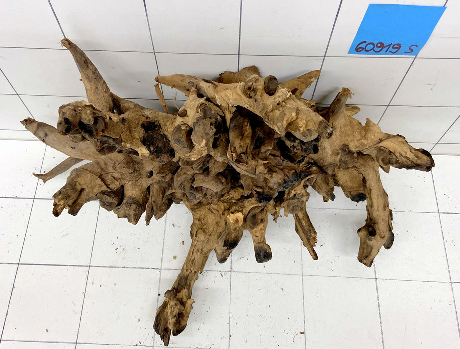 60919S Samoa Wurzel Holz